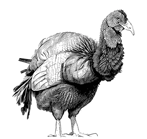 Turcja Ptak Retro Strony Rysowane Szkic Ilustracja Święto Dziękczynienia — Wektor stockowy