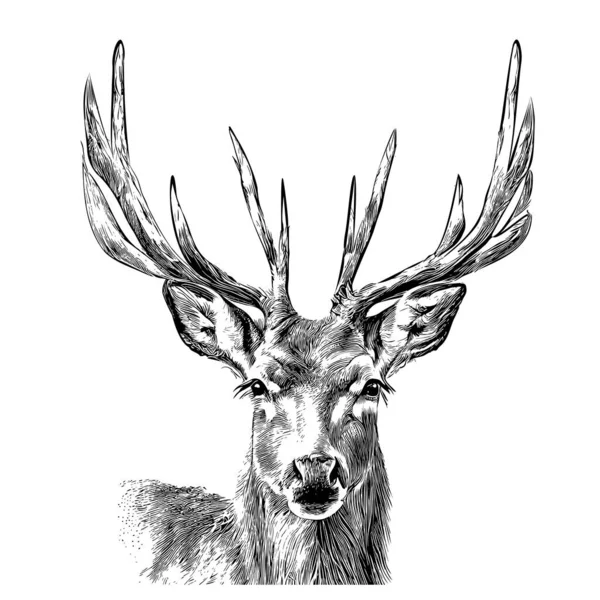 Hjorte Ansigt Vilde Dyr Skitse Håndtegnet Illustration – Stock-vektor