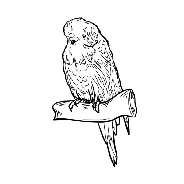 Piccolo Simpatico Pappagallo Disegnato Mano Inchiostro Schizzo Uccello — Vettoriale Stock