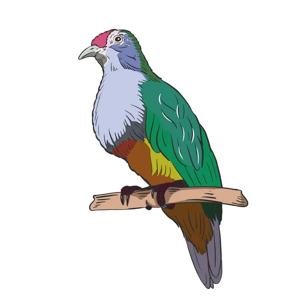 Tropical cute bird in color hand drawn sketch Birds