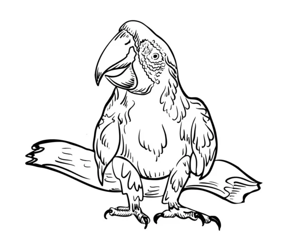 Pappagallo Seduto Cartoon Scetch Mano Annegare Uccello — Vettoriale Stock
