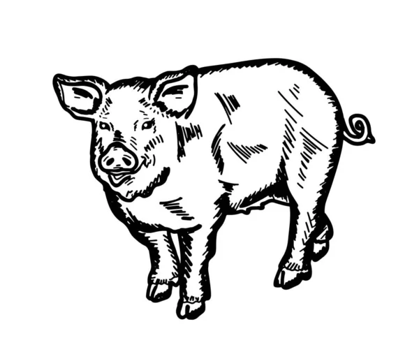Vector Illustration Young Pig Graphic Style Hand Drawn — Stock vektor