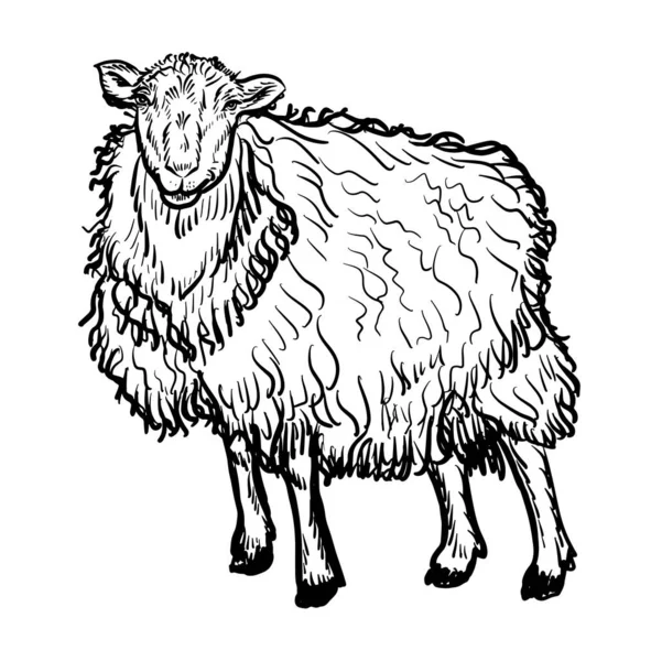 Vector Antique Engraving Drawing Illustration Sheep Isolated White Background — Stock Vector