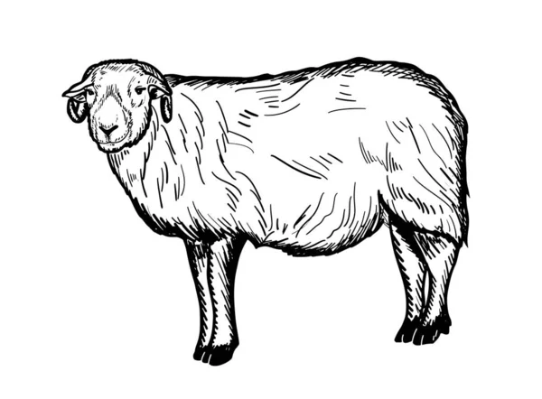 Sheep Ram Cartoon Hand Drawn Sketch Domestic Livestock — Stock Vector