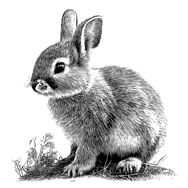 Little Bunny Cub Flowers Hand Drawn Sketch Farm Animals Illustration — Stock Vector