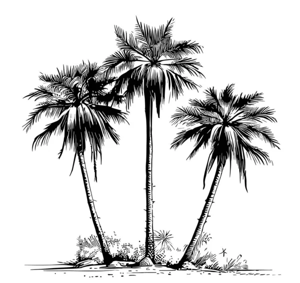 Drie Palmbomen Schetsen Slagen Met Hand Getekend Illustratie — Stockvector