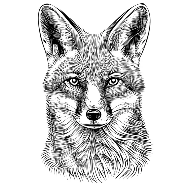 Fox Face Realistic Hand Drawn Sketch Illustration Wild Animals — Stock Vector