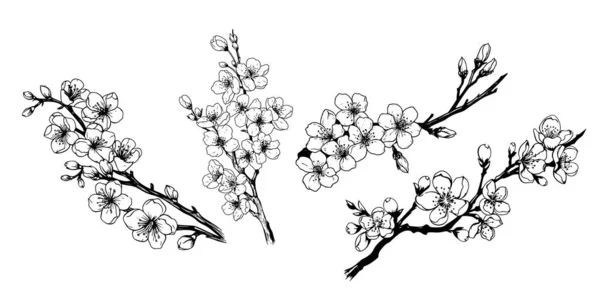Set Sakura Branches Hand Drawn Sketch Illustration Flower Trees — Stock Vector