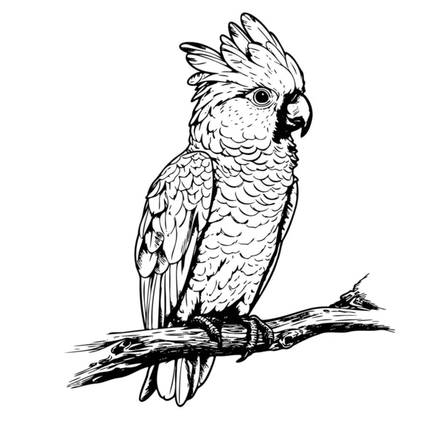 Cockatoo Pappagallo Disegnato Mano Schizzo Vettore Illustrazione Uccelli — Vettoriale Stock