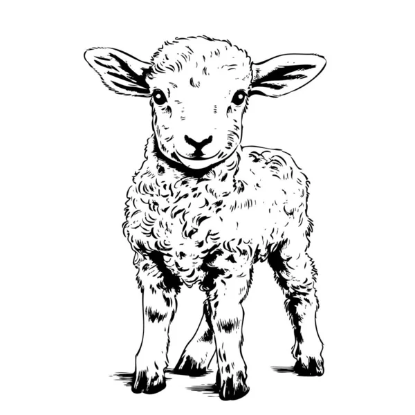Farm Cute Lamb Standing Hand Drawn Sketch Vector Illustration Animals — Stock Vector