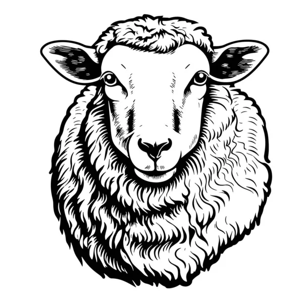Mountain Sheep Face Hand Drawn Sketch Vector — Stock Vector