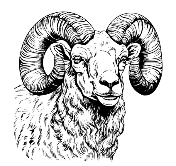 Farm Ram Head Hand Drawn Sketch Vector — Stock Vector