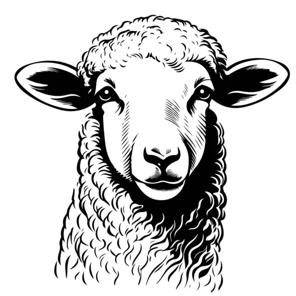 Farm Lamb Face Hand Drawn Sketch Vector — Stock Vector