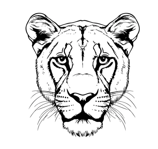 Testa Leone Cartone Animato Disegnato Mano Schizzo Illustrazione Safari Animali — Vettoriale Stock