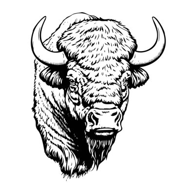 Bufalo logosu çizim şefi. Vektör çizilmiş.
