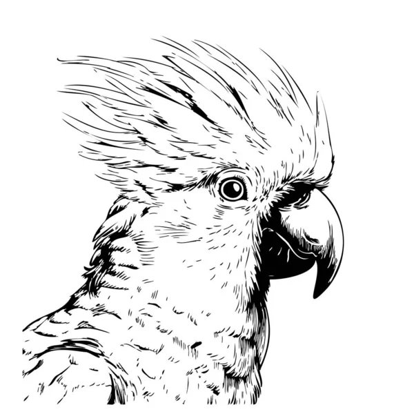 Cockatoo Papegaai Cartoon Gezicht Hand Getekend Schets Illustratie Vogels Exotisch — Stockvector