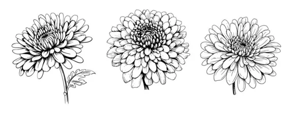 Ensemble Chrysanthèmes Esquisse Dessinée Main Dans Style Comique — Image vectorielle