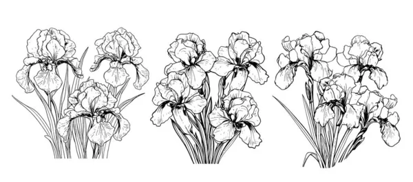 Iris Csokor Vázlat Kézzel Rajzolt Képregény Vector Garden Virágok — Stock Vector