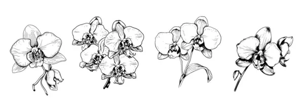 Set Orquídeas Dibujadas Mano Estilo Cómico Vector Flores Silvestres — Vector de stock