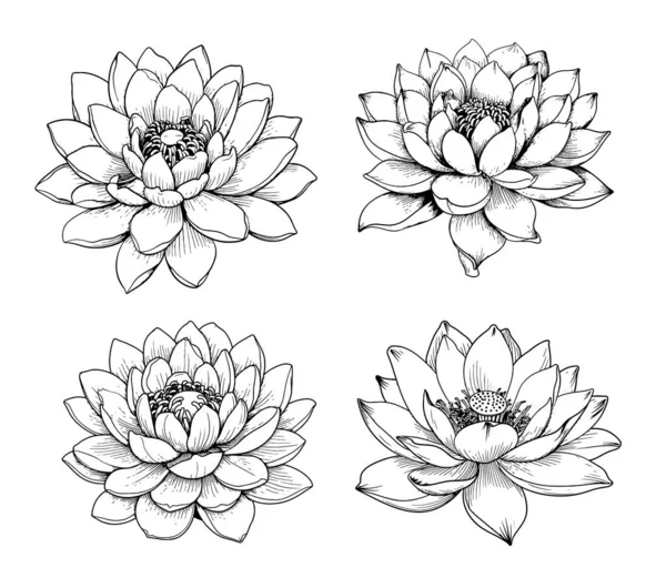 Lotus Set Bosquejo Dibujado Mano Estilo Cómico Vector Flores Silvestres — Vector de stock