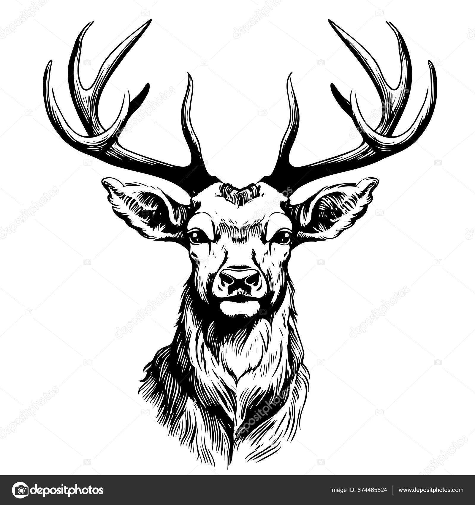 how to draw a deer head easy for beginners - YouTube