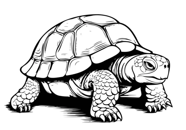 Land turtle reptile sketch hand drawn in graphic Vector