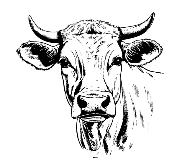 Kráva Zvíře Skica Ručně Kreslený Vektor Kreslený Obrázek Farming — Stockový vektor