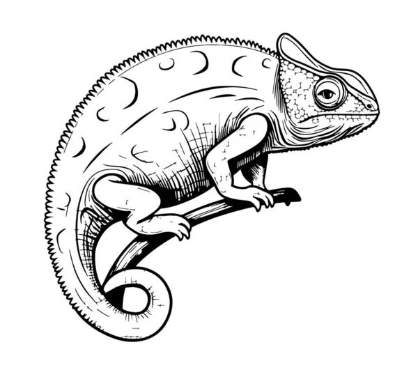 Chamäleon Reptilien Skizze Handgezeichnet Vektor Illustration Wilde Tiere — Stockvektor