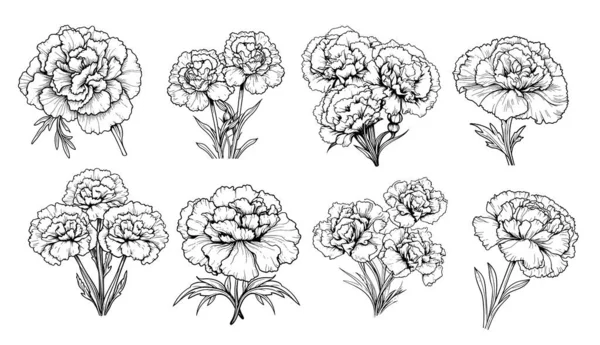 Carnation Set Sketch Hand Drawn Comic Style Vector Garden Flowers — Stock Vector