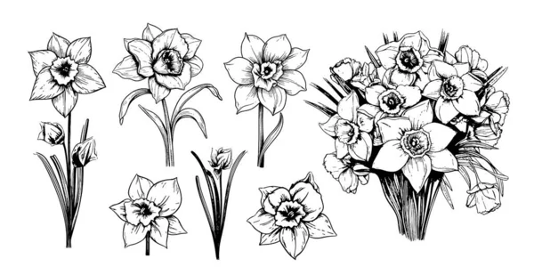 Daffodil Flowers Set Sketch Hand Drawn Comic Style Vector Garden — Stock Vector