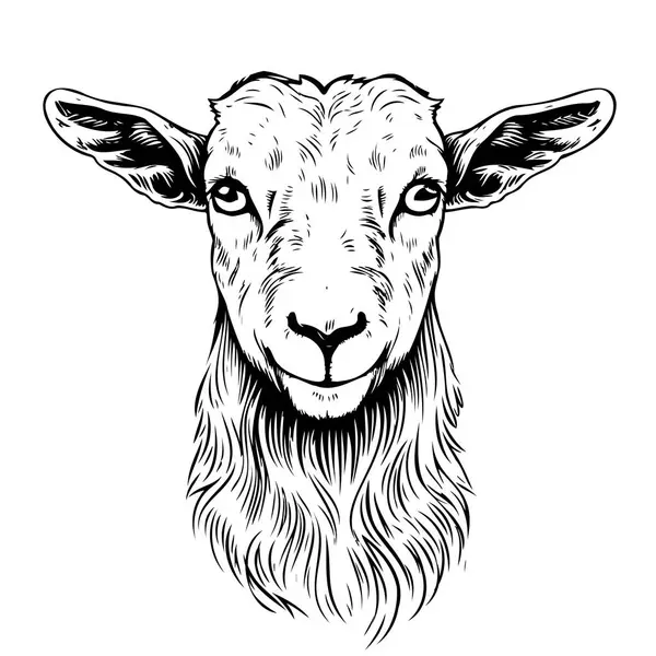 Farma Koza Dítě Bez Rohů Ručně Kreslené Skica Vektorová Zvířata — Stockový vektor