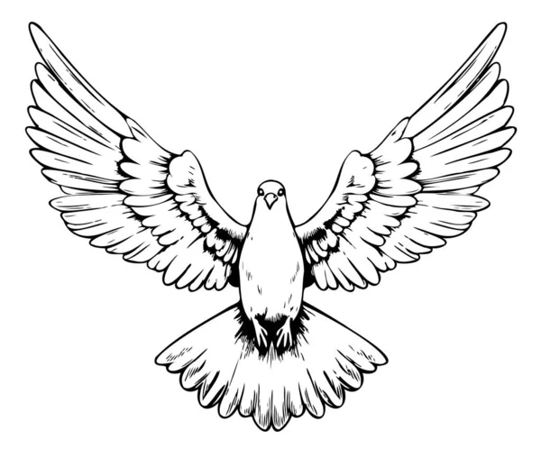 Croquis Colombe Mignon Dessin Main Illustration Vectorielle Oiseaux — Image vectorielle