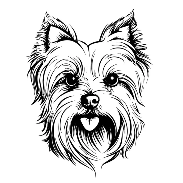 Yorkshire Terrier köpek kafası çizim eli Vektör illüstrasyon Çizimi