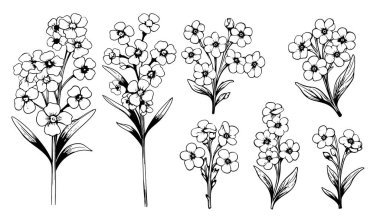 Unutma çiçek illüstrasyon izole beyaz arka plan, mürekkep kroki, dekoratif bitkisel doodle, çizgi resim stili tasarım tıp, düğün davetiye, tebrik kartı, çiçek Kozmetik için vektör