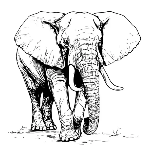 Elephant, hand drawn wild animal illustration, Isolated Vector illustration