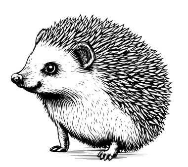 Hedgehog sketch drawing isolated on white background Vector illustration clipart