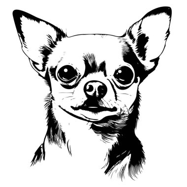 Portrait of a chihuahua dog hand drawn sketch in engraving style Vector illustration