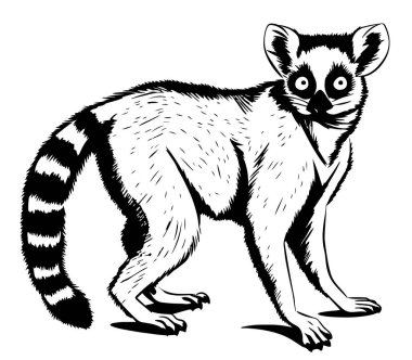 Hayvanat bahçesi. Afrika faunası. Lemur, Madagaskar. Dövme tasarımı, amblem, rozet ve tişört izi için el çizimi. Vahşi hayvan oyması. Klasik vintage biçim resmi.