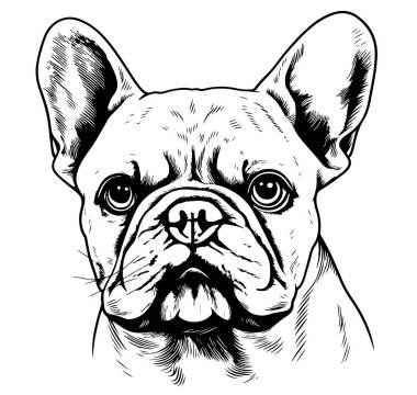 Fransız Bulldog başı, vektör illüstrasyonu, siyah renk, vektör resim illüstrasyonu