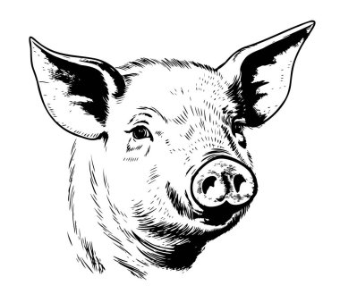 Bir domuz suratının el çizimi. Klasik oymalı bir çiftlik hayvanının portresi. Vektör illüstrasyonu.