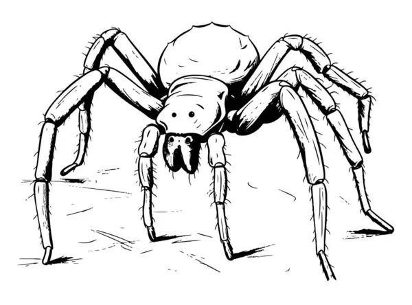 stock vector Spider insect sketch hand drawn in doodle style illustration