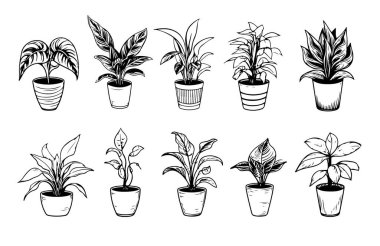 Set of Houseplants outline drawings. Indoor exotic flowers in pots line art. Dracaena, ficus, cacti, snake plant for home interior plans, design. Vector illustrations isolated on white background.