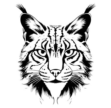 Luchs. Beyaz arkaplanda bir vaşak kafasının çizimi, çizimi, grafik portresi