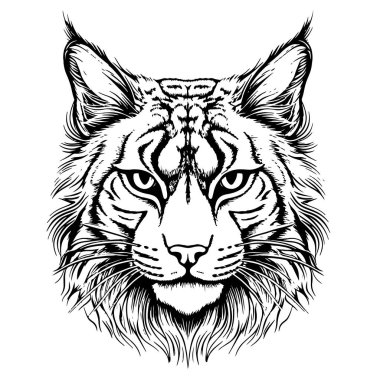 Luchs. Beyaz arkaplanda bir vaşak kafasının çizimi, çizimi, grafik portresi