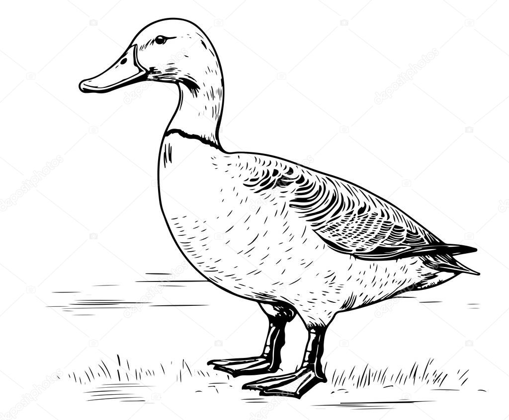 Hand drawn duck animal vector illustration. Sketch isolated on white background with pencil and label banner