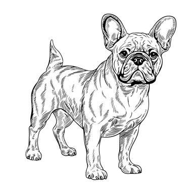 Fransız Bulldog - El çizimi. Vektör İllüstrasyonu.