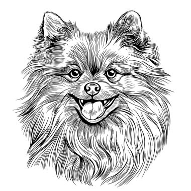 Kabartma ile çizilmiş Spitz köpek resmi. Vektör illüstrasyonu.