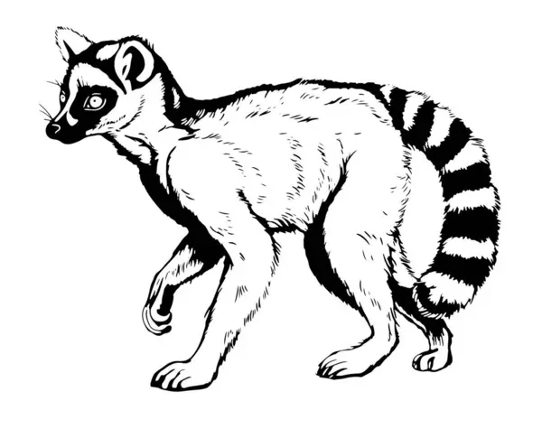 Zoo African Fauna Lemur Madagascar Hand Drawn Illustration Tattoo Design — Stock Vector