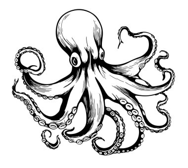 Cephalopod sınıfına ait dev bir Pasifik ahtapotunun detaylı siyah beyaz çizimi. Çizim, karmaşık bir simetri ve dairesel bir bileşim içeriyor.