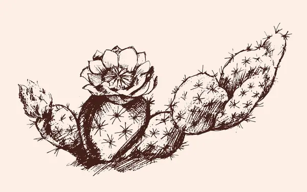 Illustration Monochrome Cactus Fleuri Dessiné Main Avec Des Détails Complexes Illustration De Stock